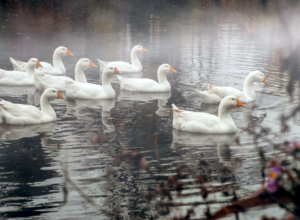 Тула — в топе российских городов для путешествия на ноябрьские праздники