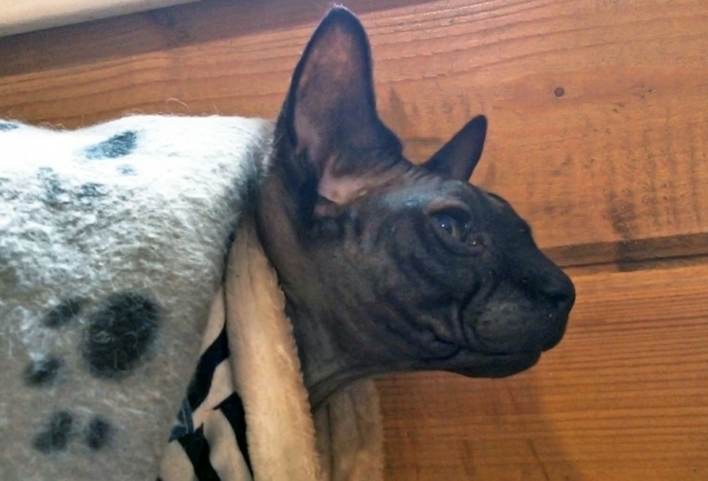 Â«ÐÐ° ÑÑÐ¾ Ð½Ð°Ð¼ ÑÑÐ¸ Ð¼ÑÐºÐ¸?Â»: ÑÑÐ»ÑÐºÐ¸ Ð¶Ð°Ð»ÑÑÑÑÑ Ð½Ð° ÑÐ¾Ð»Ð¾Ð´Ð½ÑÐµ Ð±Ð°ÑÐ°ÑÐµÐ¸ Ð¸ Ð¼Ð¾Ð»ÑÐ°Ð»Ð¸Ð²ÑÐµ Ð£Ð