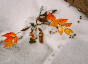 В праздничные выходные в Центральной России ожидается первый снег