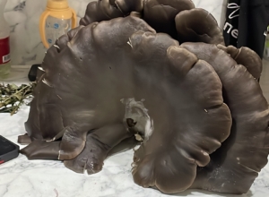 Вешенку весом три килограмма нашли в лесу под Алексином