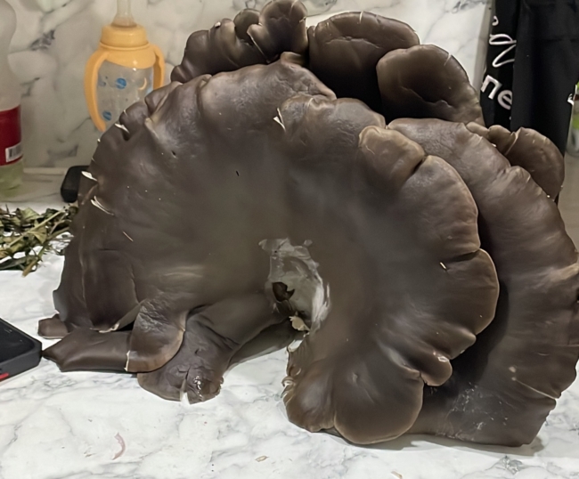 ÐÐµÑÐµÐ½ÐºÑ Ð²ÐµÑÐ¾Ð¼ ÑÑÐ¸ ÐºÐ¸Ð»Ð¾Ð³ÑÐ°Ð¼Ð¼Ð° Ð½Ð°ÑÐ»Ð¸ Ð² Ð»ÐµÑÑ Ð¿Ð¾Ð´ ÐÐ»ÐµÐºÑÐ¸Ð½Ð¾Ð¼