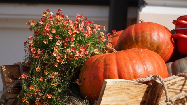 Â«ÐÑÐ¾Ð²Ð°Ð²ÑÐ¹Â» Ð±ÑÑÐ³ÐµÑ Ð¸ Â«Ð¿Ð°Ð»ÑÑÑ Ð²ÐµÐ´ÑÐ¼ÑÂ»: ÑÑÐ¾ Ð¿ÑÐ¸Ð³Ð¾ÑÐ¾Ð²Ð¸ÑÑ ÑÑÐ»ÑÐºÐ°Ð¼ Ð½Ð° Ð¥ÐµÐ»Ð»Ð¾ÑÐ¸Ð½?