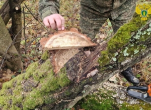 В Тульской области незаконно вырубили деревья — возбуждено уголовное дело