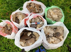 Азарт, восторг, отчаяние: тулячка за полтора часа собрала 47 кг вешенок