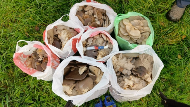 ÐÐ·Ð°ÑÑ, Ð²Ð¾ÑÑÐ¾ÑÐ³, Ð¾ÑÑÐ°ÑÐ½Ð¸Ðµ: ÑÑÐ»ÑÑÐºÐ° Ð·Ð° Ð¿Ð¾Ð»ÑÐ¾ÑÐ° ÑÐ°ÑÐ° ÑÐ¾Ð±ÑÐ°Ð»Ð° 47 ÐºÐ³ Ð²ÐµÑÐµÐ½Ð¾Ðº