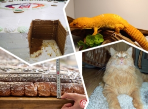 Огромный пряник, усы кота и прыжок с парашютом в массажном кресле: какие необычные рекорды ставили туляки