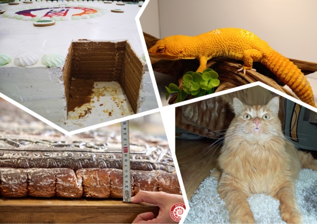 ÐÐ³ÑÐ¾Ð¼Ð½ÑÐ¹ Ð¿ÑÑÐ½Ð¸Ðº, ÑÑÑ ÐºÐ¾ÑÐ° Ð¸ Ð¿ÑÑÐ¶Ð¾Ðº Ñ Ð¿Ð°ÑÐ°ÑÑÑÐ¾Ð¼ Ð² Ð¼Ð°ÑÑÐ°Ð¶Ð½Ð¾Ð¼ ÐºÑÐµÑÐ»Ðµ: ÐºÐ°ÐºÐ¸Ðµ Ð½ÐµÐ¾Ð±ÑÑÐ½ÑÐµ ÑÐµÐºÐ¾ÑÐ´Ñ ÑÑÐ°Ð²Ð¸Ð»Ð¸ ÑÑÐ»ÑÐºÐ¸