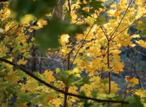 В Ясногорском районе на месте сельхозучастка в 2,7 га вырастет лес