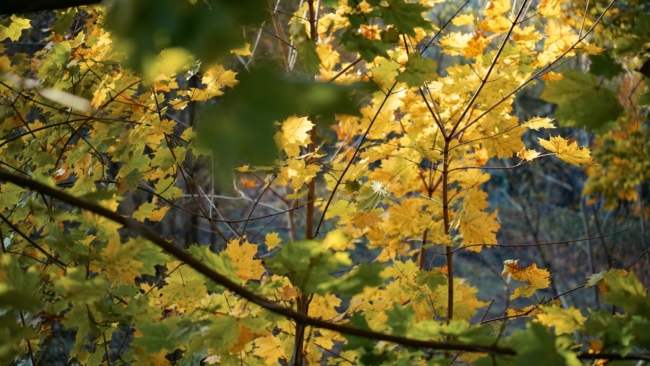 Ð Ð¯ÑÐ½Ð¾Ð³Ð¾ÑÑÐºÐ¾Ð¼ ÑÐ°Ð¹Ð¾Ð½Ðµ Ð½Ð° Ð¼ÐµÑÑÐµ ÑÐµÐ»ÑÑÐ¾Ð·ÑÑÐ°ÑÑÐºÐ° Ð² 2,7 Ð³Ð° Ð²ÑÑÐ°ÑÑÐµÑ Ð»ÐµÑ