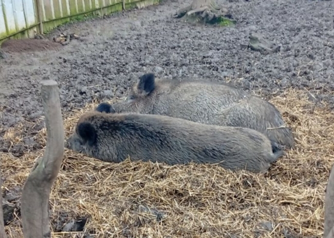 ÐÐ°Ð±Ð°Ð½Ñ Ð·Ð°Ð±ÑÐµÐ»Ð¸ Ð½Ð° ÑÐµÑÑÐ¸ÑÐ¾ÑÐ¸Ñ Â«Ð¯ÑÐ½Ð¾Ð¹ ÐÐ¾Ð»ÑÐ½ÑÂ» Ð¸ Ð½Ð°Ð¿ÑÐ³Ð°Ð»Ð¸ ÑÐ°Ð±Ð¾ÑÐ¸Ñ. ÐÐ¸Ð²Ð¾ÑÐ½ÑÐµ Ð¾ÐºÐ°Ð·Ð°Ð»Ð¸ÑÑ Ð´Ð¾Ð¼Ð°ÑÐ½Ð¸Ð¼Ð¸