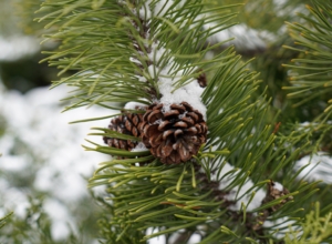 Синоптики рассказали, когда в Центральную Россию придет снег