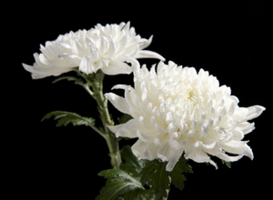 В Тульскую область привезли хризантемы, зараженные опасным вредителем