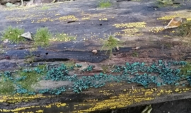 РТÑлÑÑкой облаÑÑи наÑли необÑÑнÑе Ñиние гÑÐ¸Ð±Ñ Ð Ð¢ÑлÑÑкой облаÑÑи наÑли необÑÑнÑе Ñиние гÑибÑ