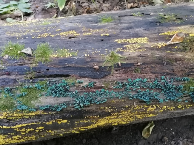 Ð Ð¢ÑÐ»ÑÑÐºÐ¾Ð¹ Ð¾Ð±Ð»Ð°ÑÑÐ¸ Ð½Ð°ÑÐ»Ð¸ Ð½ÐµÐ¾Ð±ÑÑÐ½ÑÐµ ÑÐ¸Ð½Ð¸Ðµ Ð³ÑÐ¸Ð±Ñ