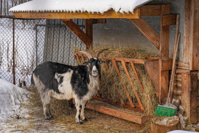 ÐÐ»Ð°ÑÑÐ¸ Ð¾ÑÐ²ÐµÑÐ¸Ð»Ð¸, Ð¿Ð¾ÑÐµÐ¼Ñ Ð² Ð¢ÑÐ»ÑÑÐºÐ¾Ð¹ Ð¾Ð±Ð»Ð°ÑÑÐ¸ Ð¿ÑÐ¾Ð¸Ð·Ð²Ð¾Ð´ÑÑÐ²Ð¾ Ð¼ÑÑÐ° Ð¾Ð²ÐµÑ Ð¸ ÐºÐ¾Ð· ÑÐ¾ÐºÑÐ°ÑÐ¸Ð»Ð¾ÑÑ Ð½Ð° 90%