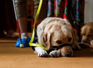 В Ясной Поляне организуют бесплатные мероприятия для людей с ОВЗ