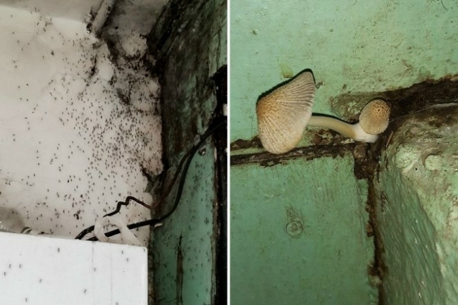 ÐÐ°ÑÐ¾Ð¿Ð»ÐµÐ½Ð½ÑÐ¹ Ð¿Ð¾Ð´Ð²Ð°Ð» Ð¸ Ð³ÑÐ¸Ð±Ñ Ð½Ð° ÑÑÐµÐ½Ð°Ñ: Ð¶Ð¸ÑÐµÐ»Ð¸ ÑÑÐ»ÑÑÐºÐ¾Ð¹ Ð¼Ð½Ð¾Ð³Ð¾ÑÑÐ°Ð¶ÐºÐ¸ Ð±ÑÑÑ ÑÑÐµÐ²Ð¾Ð³Ñ