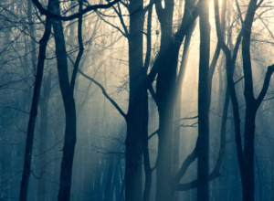 В Тульской области объявлено метеопредупреждение из-за тумана