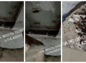 Туляки пожаловались на тараканов в школе. Будет проведена внеплановая дезинсекция