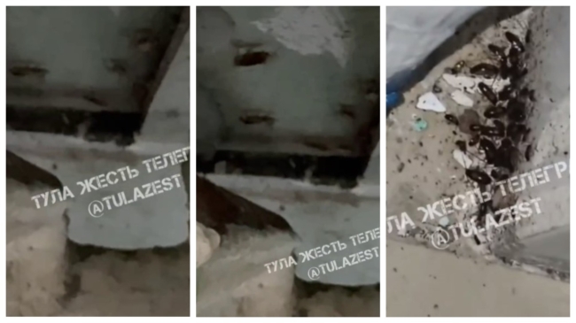 Ð¢ÑÐ»ÑÐºÐ¸ Ð¿Ð¾Ð¶Ð°Ð»Ð¾Ð²Ð°Ð»Ð¸ÑÑ Ð½Ð° ÑÐ°ÑÐ°ÐºÐ°Ð½Ð¾Ð² Ð² ÑÐºÐ¾Ð»Ðµ. ÐÑÐ´ÐµÑ Ð¿ÑÐ¾Ð²ÐµÐ´ÐµÐ½Ð° Ð²Ð½ÐµÐ¿Ð»Ð°Ð½Ð¾Ð²Ð°Ñ Ð´ÐµÐ·Ð¸Ð½ÑÐµÐºÑÐ¸Ñ