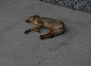 Собака покусала мальчика — хозяйку-тулячку оштрафовали на 60 тысяч рублей