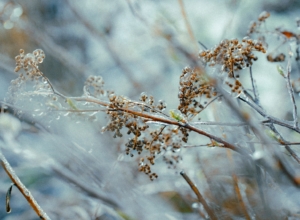 Вильфанд рассказал, какой будет зима в Центральной России