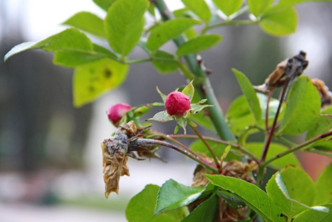 Ð ÑÑÐ»ÑÑÐºÐ¸Ñ Ð¿Ð°ÑÐºÐ°Ñ Ð·Ð°ÑÐ²ÐµÐ»Ð¸ ÑÐ¾Ð·Ð¾Ð²ÑÐµ ÐºÑÑÑÑ Ð² Ð½Ð¾ÑÐ±ÑÐµ