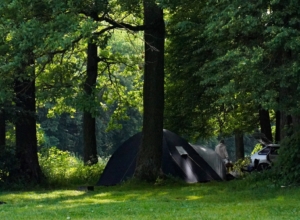 Почему в Туле не высаживают дубы и каштаны