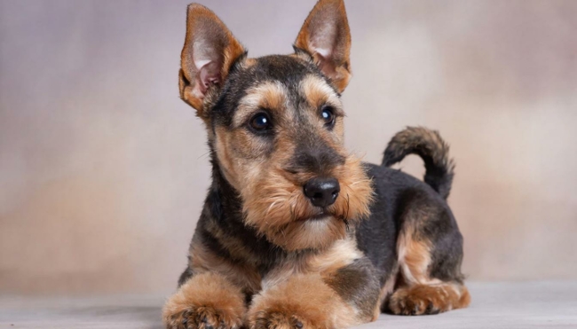 ÐÑÑÐ½ÑÐ¹ ÑÑÐ»ÑÐº Ð²Ð»Ð¾Ð¼Ð¸Ð»ÑÑ Ð² ÐºÐ²Ð°ÑÑÐ¸ÑÑ ÑÐºÑ-ÑÑÐ¿ÑÑÐ³Ð¸ Ð¸ Ð´Ð¾ ÑÐ¼ÐµÑÑÐ¸ Ð·Ð°Ð¿Ð¸Ð½Ð°Ð» ÐµÐµ ÑÐ¾Ð±Ð°ÐºÑ