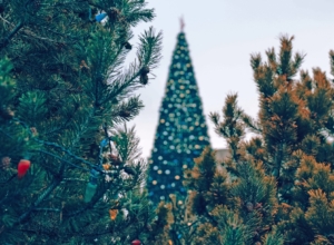 На заседании Тульской облдумы обсудили целесообразность трат на новогоднюю елку и каток