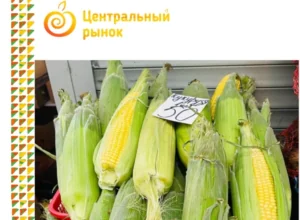 Новомосковский рынок рассказал о полезных свойствах кукурузы