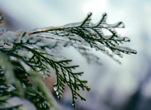 Последний день осени в Туле будет пасмурным и теплым. Прогноз погоды от синоптиков