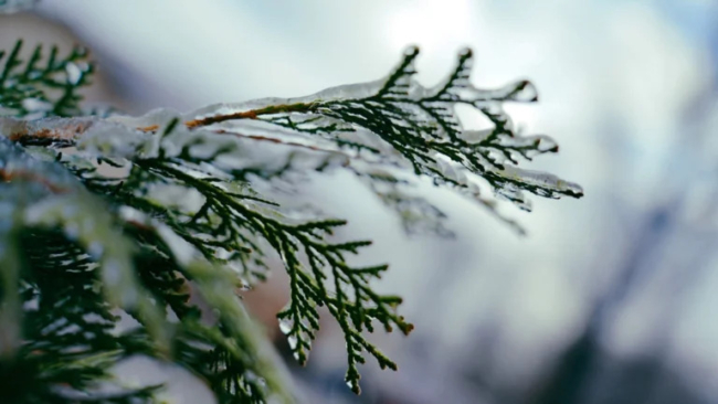 ÐÐ¾ÑÐ»ÐµÐ´Ð½Ð¸Ð¹ Ð´ÐµÐ½Ñ Ð¾ÑÐµÐ½Ð¸ Ð² Ð¢ÑÐ»Ðµ Ð±ÑÐ´ÐµÑ Ð¿Ð°ÑÐ¼ÑÑÐ½ÑÐ¼ Ð¸ ÑÐµÐ¿Ð»ÑÐ¼. ÐÑÐ¾Ð³Ð½Ð¾Ð· Ð¿Ð¾Ð³Ð¾Ð´Ñ Ð¾Ñ ÑÐ¸Ð½Ð¾Ð¿ÑÐ¸ÐºÐ¾Ð²