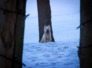 Зима опаздывает: синоптики рассказали, когда ляжет снег в Центральной России