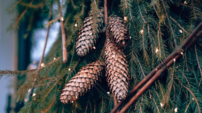 Ð ÑÐµÐºÐ¸Ð½ÑÐºÐ¾Ð¹ Ð°Ð´Ð¼Ð¸Ð½Ð¸ÑÑÑÐ°ÑÐ¸Ð¸ Ð¿ÑÐ¾ÐºÐ¾Ð¼Ð¼ÐµÐ½ÑÐ¸ÑÐ¾Ð²Ð°Ð»Ð¸ Ð·Ð°ÐºÑÐ¿ÐºÑ ÐµÐ»Ð¸ Ð·Ð° 9,8 Ð¼Ð»Ð½ ÑÑÐ±Ð»ÐµÐ¹