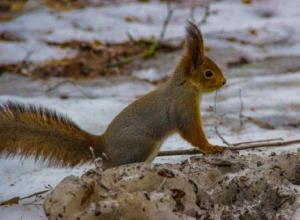 Декабрь в Центральной России будет аномально теплым