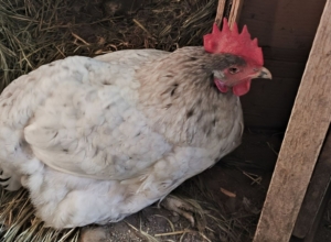 Птичий бум в Тульской области: плюс 36,5% за год