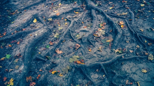 ÐÐ¾Ðµ-Ð³Ð´Ðµ Ð·Ð¸Ð¼Ð°? Ð¡Ð¸Ð½Ð¾Ð¿ÑÐ¸ÐºÐ¸ Ð´Ð°Ð»Ð¸ Ð¿ÑÐ¾Ð³Ð½Ð¾Ð· Ð½Ð° Ð½ÐµÐ´ÐµÐ»Ñ Ð´Ð»Ñ Ð¦ÐµÐ½ÑÑÐ°Ð»ÑÐ½Ð¾Ð¹ Ð Ð¾ÑÑÐ¸Ð¸