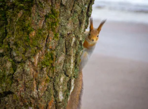 Тулякам рассказали, как правильно кормить птиц и белок в парках