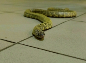 ÐлÑка из ТÑлÑÑкого ÑкзоÑаÑиÑма пÑедÑказала, каким бÑÐ´ÐµÑ 2026 год ÐлÑка из ТÑлÑÑкого ÑкзоÑаÑиÑма пÑедÑказала, каким бÑÐ´ÐµÑ 2026 год