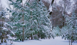 ÐаÑÑоÑÑÐ°Ñ ÑÐ½ÐµÐ¶Ð½Ð°Ñ Ð·Ð¸Ð¼Ð° веÑнеÑÑÑ Ð² ТÑÐ»Ñ Ð¿ÐµÑед ÐовÑм годом ÐаÑÑоÑÑÐ°Ñ ÑÐ½ÐµÐ¶Ð½Ð°Ñ Ð·Ð¸Ð¼Ð° веÑнеÑÑÑ Ð² ТÑÐ»Ñ Ð¿ÐµÑед ÐовÑм годом