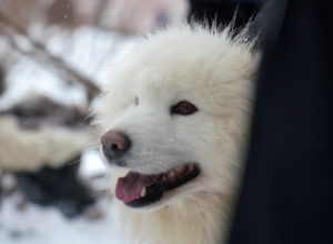 ТÑлÑки делали зимние Ñнимки Ñ ÑобаÑÑей ÑпÑÑжкой: ÑоÑоÑепоÑÑаж ТÑлÑки делали зимние Ñнимки Ñ ÑобаÑÑей ÑпÑÑжкой: ÑоÑоÑепоÑÑаж