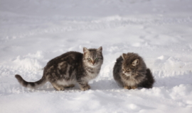 ФевÑÐ°Ð»Ñ Ð² ТÑлÑÑкой облаÑÑи наÑнеÑÑÑ Ñо Ñнегопадов и пÑодолжиÑÑÑ Ð¼Ð¾Ñозами ФевÑÐ°Ð»Ñ Ð² ТÑлÑÑкой облаÑÑи наÑнеÑÑÑ Ñо Ñнегопадов и пÑодолжиÑÑÑ Ð¼Ð¾Ñозами