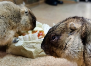 СÑÑки из ТÑлÑÑкого ÑкзоÑаÑиÑма пÑедÑказали, какой бÑÐ´ÐµÑ Ð²ÐµÑна. Ðидео СÑÑки из ТÑлÑÑкого ÑкзоÑаÑиÑма пÑедÑказали, какой бÑÐ´ÐµÑ Ð²ÐµÑна. Ðидео