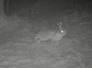 РнаÑпаÑке «ТÑлÑÑкие заÑеки» обнаÑÑжили зайÑа-ÑÑÑака РнаÑпаÑке «ТÑлÑÑкие заÑеки» обнаÑÑжили зайÑа-ÑÑÑака