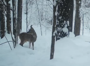 РнаÑпаÑке «ТÑлÑÑкие заÑеки» показали, как коÑÑли гоÑовÑÑÑÑ Ðº веÑне РнаÑпаÑке «ТÑлÑÑкие заÑеки» показали, как коÑÑли гоÑовÑÑÑÑ Ðº веÑне