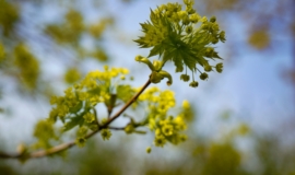 СинопÑики обеÑаÑÑ ÑемпеÑаÑÑÑнÑе ÑекоÑÐ´Ñ Ð² ЦенÑÑалÑной РоÑÑии в конÑе маÑÑа СинопÑики обеÑаÑÑ ÑемпеÑаÑÑÑнÑе ÑекоÑÐ´Ñ Ð² ЦенÑÑалÑной РоÑÑии в конÑе маÑÑа