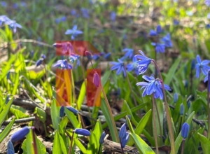 РЯÑной ÐолÑне ÑаÑÑвели Ñедкие «голÑбÑе подÑнежники» РЯÑной ÐолÑне ÑаÑÑвели Ñедкие «голÑбÑе подÑнежники»