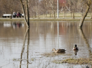 Ðода ÑÑ
одиÑ: как ÐаÑаÑевÑкий Ñад в ТÑле пеÑежил пик паводка Ðода ÑÑ
одиÑ: как ÐаÑаÑевÑкий Ñад в ТÑле пеÑежил пик паводка