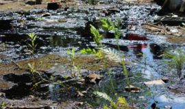 РТÑле иÑÑÑ Ð¿Ð¾Ð´ÑÑдÑика Ð´Ð»Ñ Ð¿ÑоекÑа ликвидаÑии многолеÑнего Ñазлива мазÑÑа за 41 млн РТÑле иÑÑÑ Ð¿Ð¾Ð´ÑÑдÑика Ð´Ð»Ñ Ð¿ÑоекÑа ликвидаÑии многолеÑнего Ñазлива мазÑÑа за 41 млн